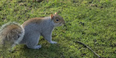 Is it Legal to Shoot Squirrels with an Air Rifle in the UK?