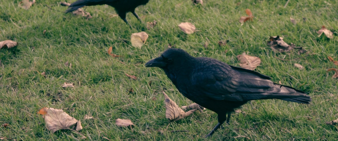 Carrion crows