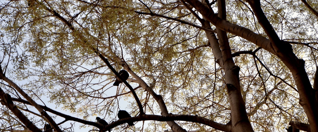 Wood pidgeons