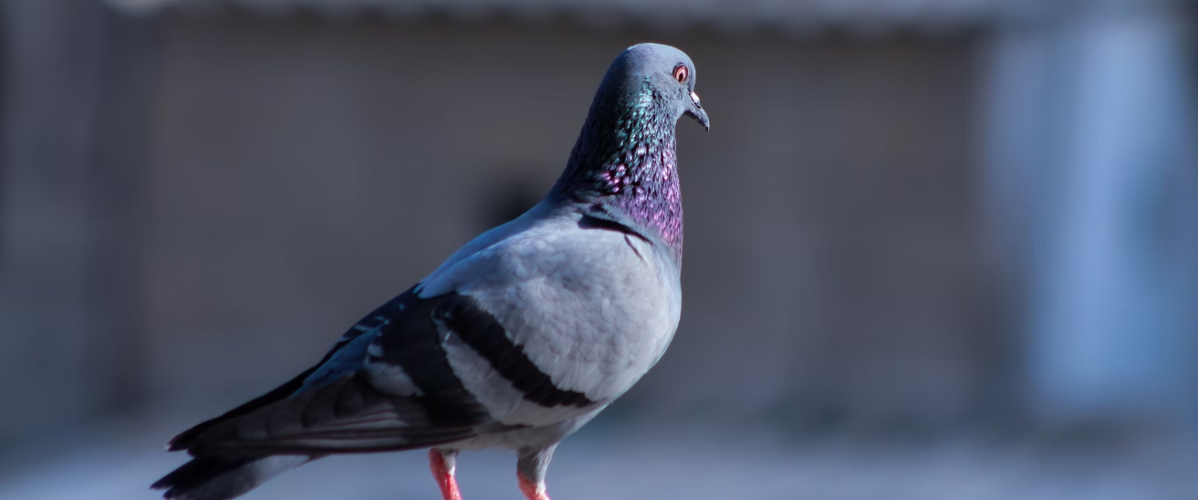 Feral pidgeons