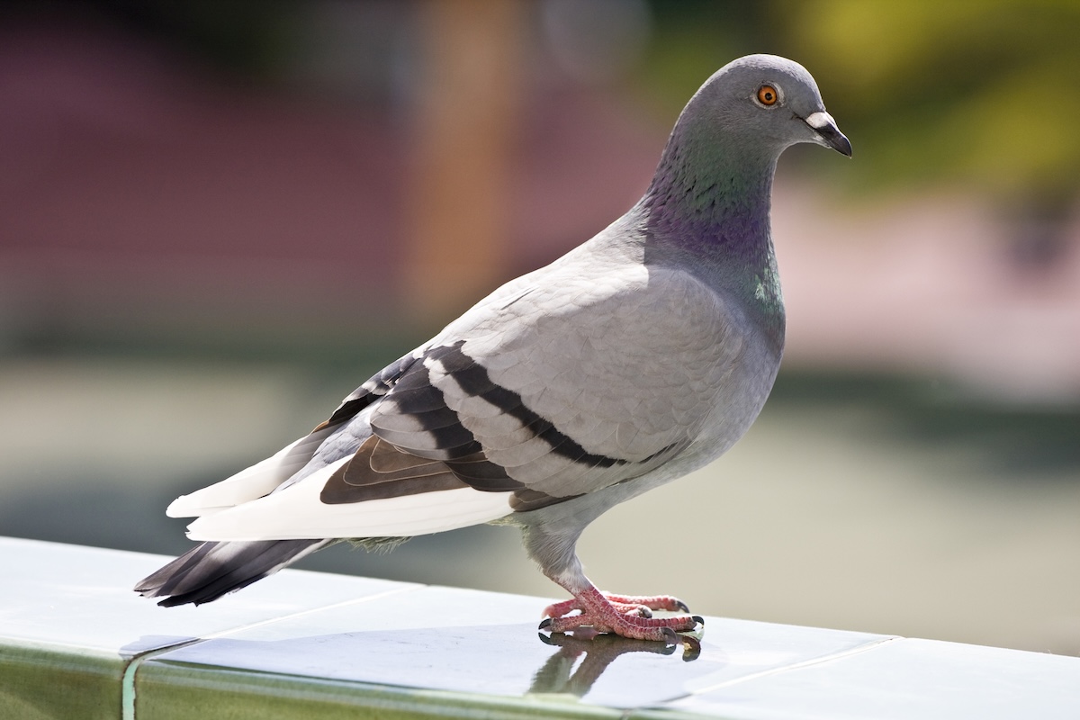 Can I Shoot Pigeons with an Air Rifle? A Full UK Guide