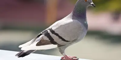 Can I Shoot Pigeons with an Air Rifle? A Full UK Guide