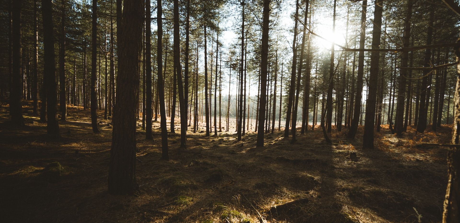 Terms and Conditions